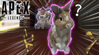 エキサイトApex：新キャラ「たいきち」を解説する白玉｜Apex Legends